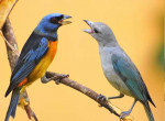 El Pajaro Chog (leyenda guaran)