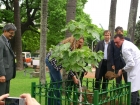  Plantan en Palermo un retoo de la higuera de Sarmiento   