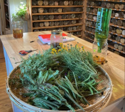 MEDICINA, COSMOVISION Y ESPIRITUALIDAD MAPUCHE. Por Profesor y escritor Mapuche Fabio Inalef